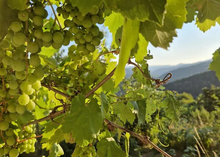 леска Campingplads Leska